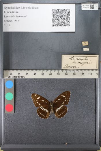 Media type: image;   Entomology 140645